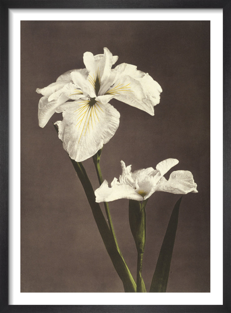 Iris Kæmpferi, from Some Japanese Flowers by Ogawa Kazumasa. Framed art print.