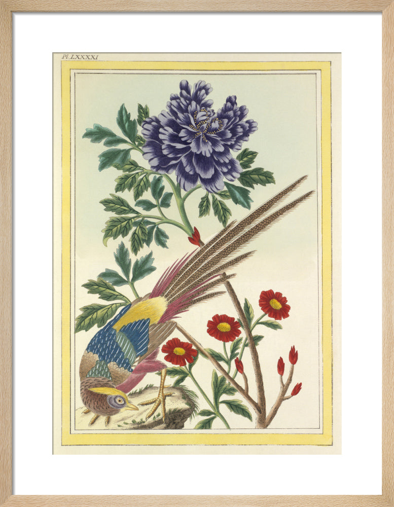 Plate LXXXXII by Pierre Joseph Buchoz. Framed art print.