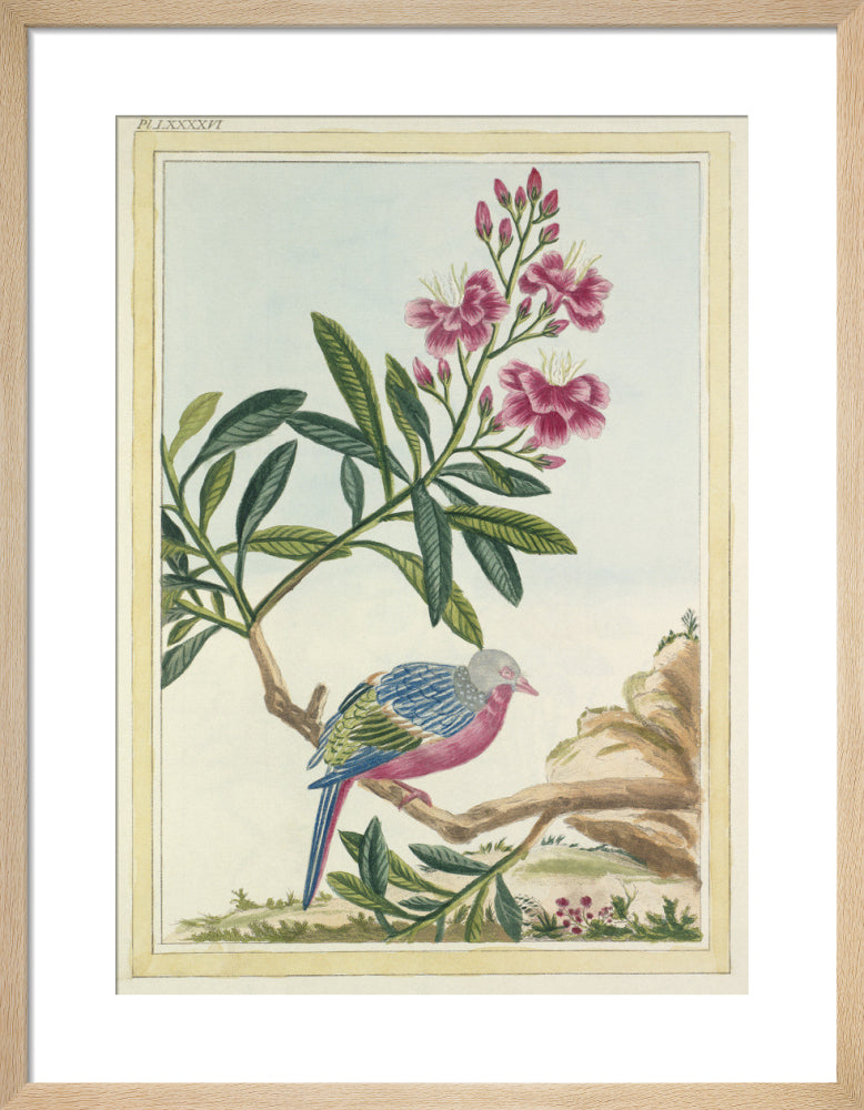 Plate LXXXXVI by Pierre Joseph Buchoz. Framed art print.