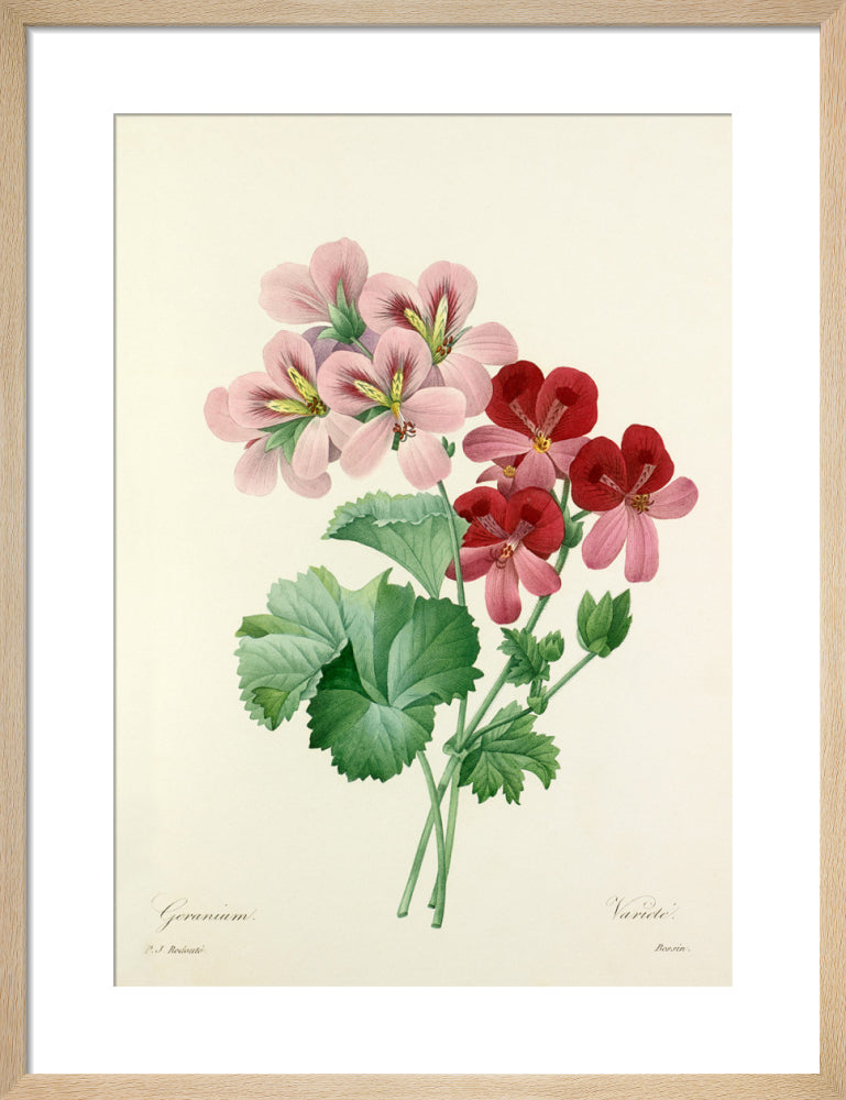 Geranium varieté by Pierre Joseph Celestin Redouté. Framed art print.
