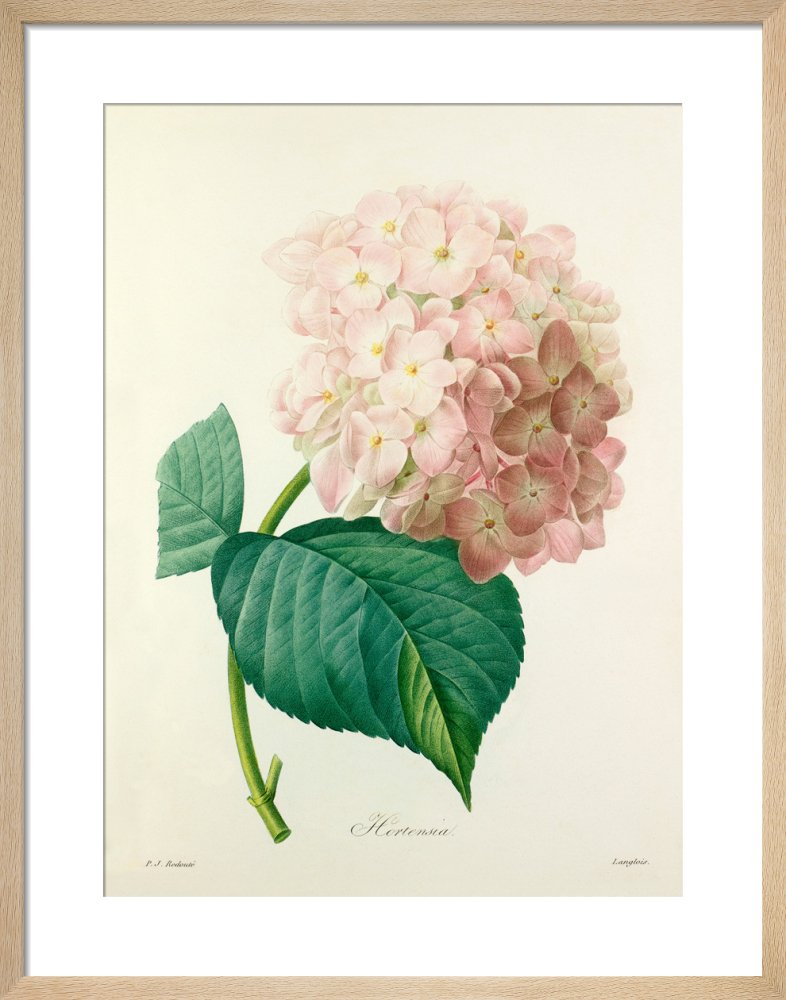 Hortensia by Pierre Joseph Celestin Redouté. Framed art print.