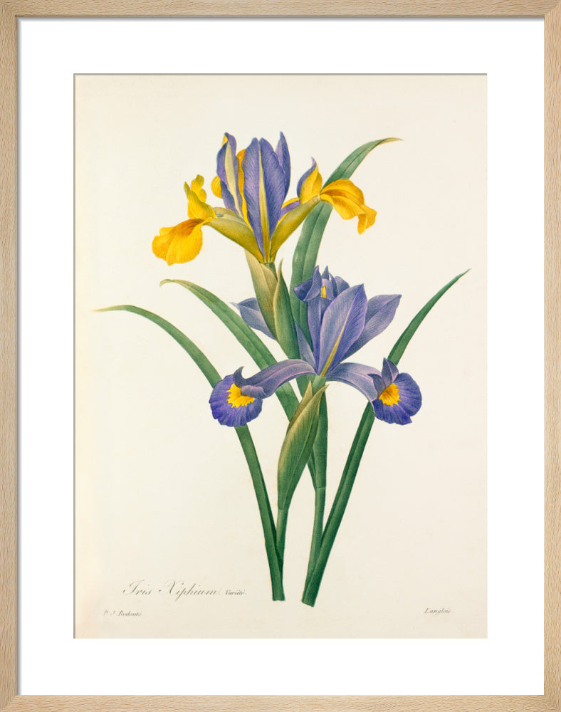 Plate 65 by Pierre Joseph Celestin Redouté. Framed art print.