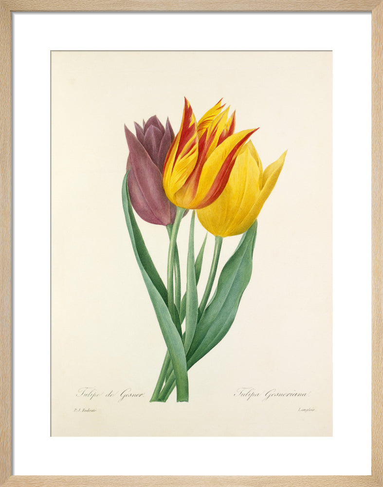 Tulipe de Gesner : Tulipa Gesneriana by Pierre Joseph Celestin Redouté. Framed art print.