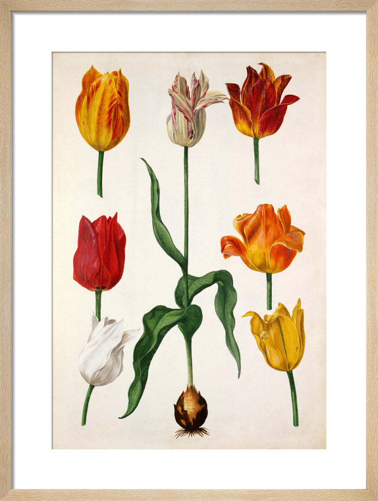 Plate 41 by Pieter van Kouwenhoorn. Framed art print.