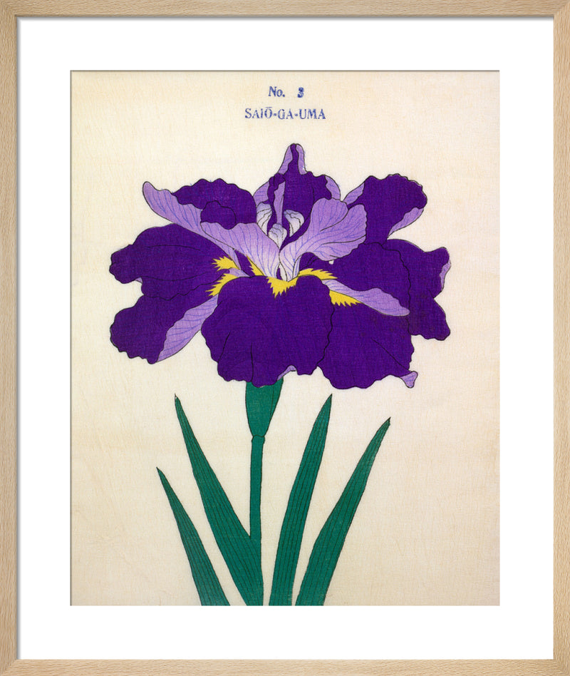 No. 3 Saio-Ga-Uma by The Yokohama Nursery Co Ltd. Framed art print.