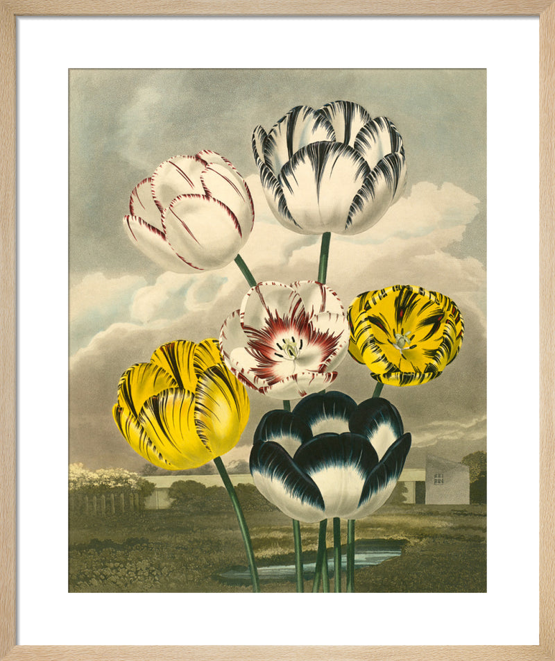 Plate II by Thomas Baxter. Framed art print.