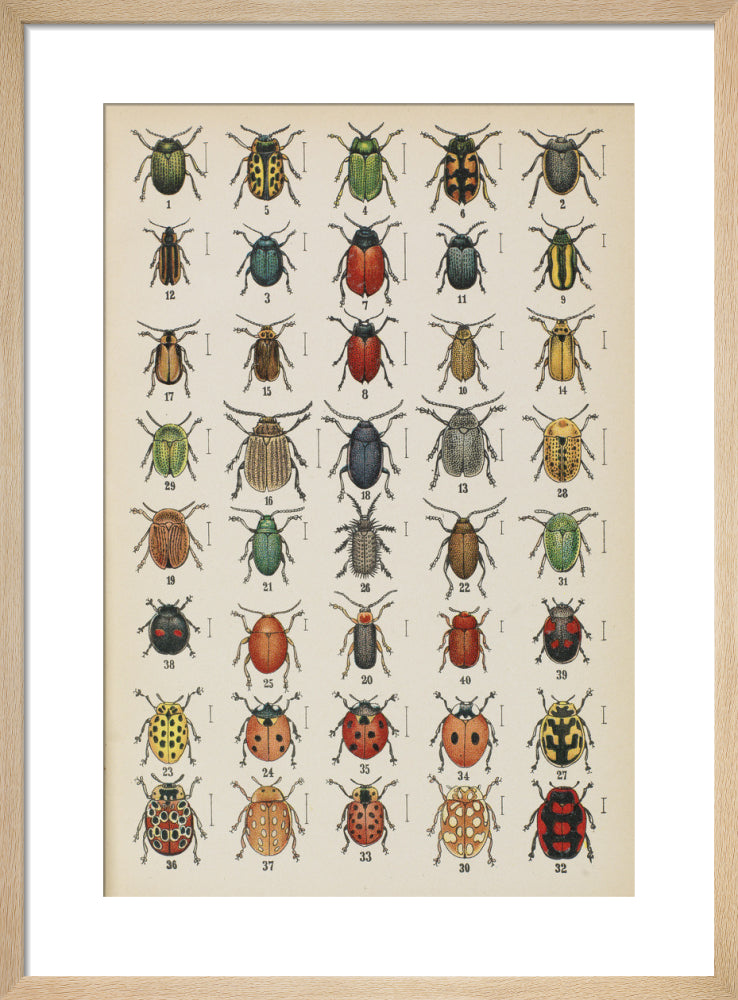 Plate 20, from 'Die Kafer Europas' 1910 by Unknown artist. Framed art print.