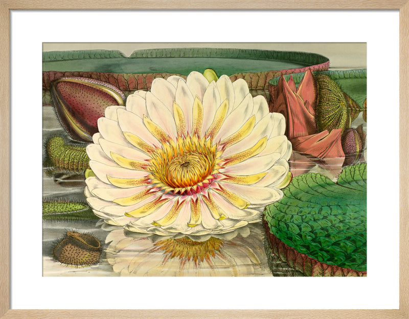 Plate III by Walter Hood Fitch. Framed art print.