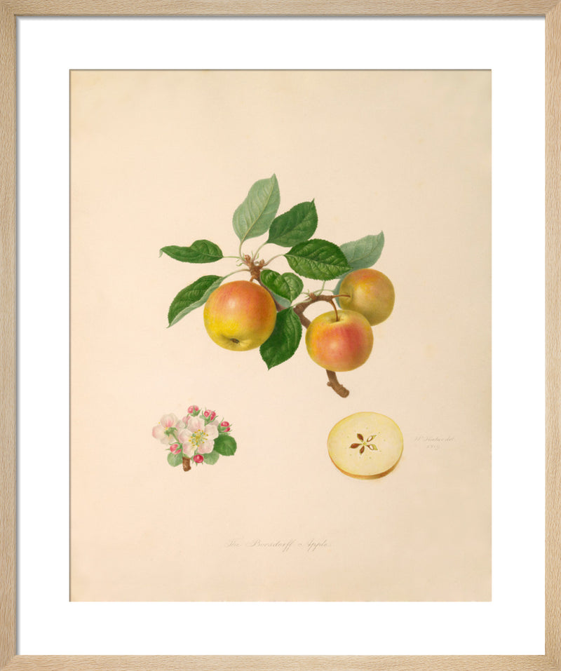 The Borsdorff Apple by William Hooker. Framed art print.