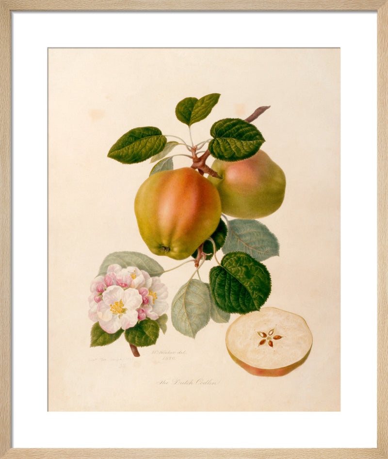 The Dutch Codlin by William Hooker. Framed art print.