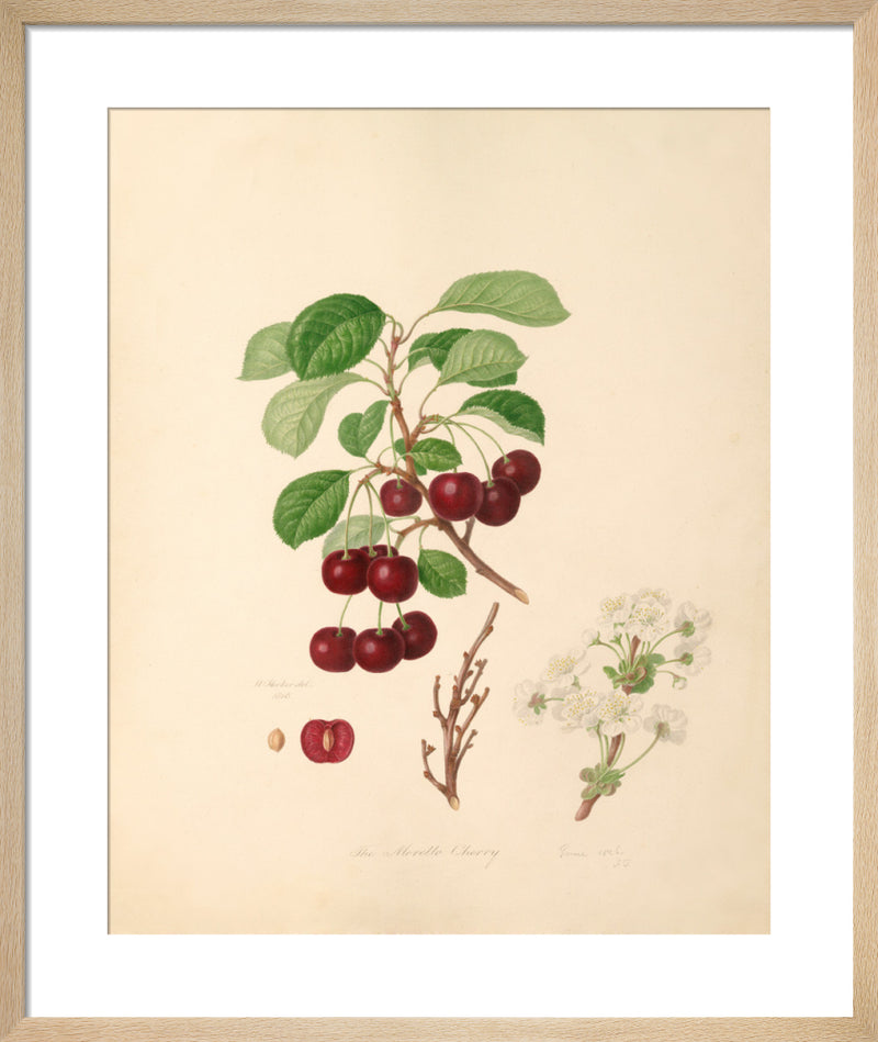 The Morello Cherry by William Hooker. Framed art print.