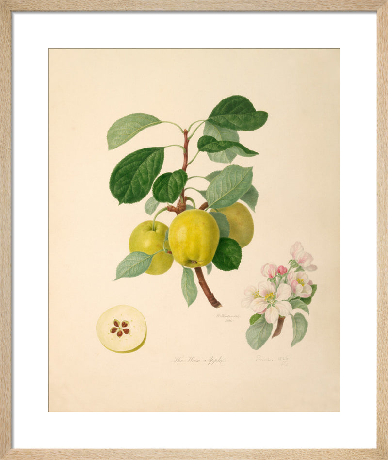 The Wax Apple by William Hooker. Framed art print.
