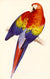 Red and Yellow Maccaw by Edward Lear. Unframed art print.