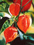 Chinese Lanterns by James Knowles. Unframed art print.