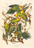 Carolina Parrot by John James Audubon. Unframed art print.