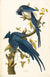Columbia Jay by John James Audubon. Unframed art print.