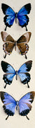 Four Butterflies (Papilo Ulysses) by Marian Ellis Rowan. Unframed art print.