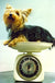 Yorkshire Terrier being weighed by Mirrorpix. Unframed art print.